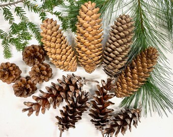 Select Pine Cones, 12 Pinecones, DIY Ornaments, Norway Spruce, Eastern White Pine, Red Pine, 4 Each, Holiday Decor, Wreaths