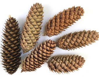 Norway Spruce Pine Cones Order 6 12 24 36 Wreath Pine Cones Etsy