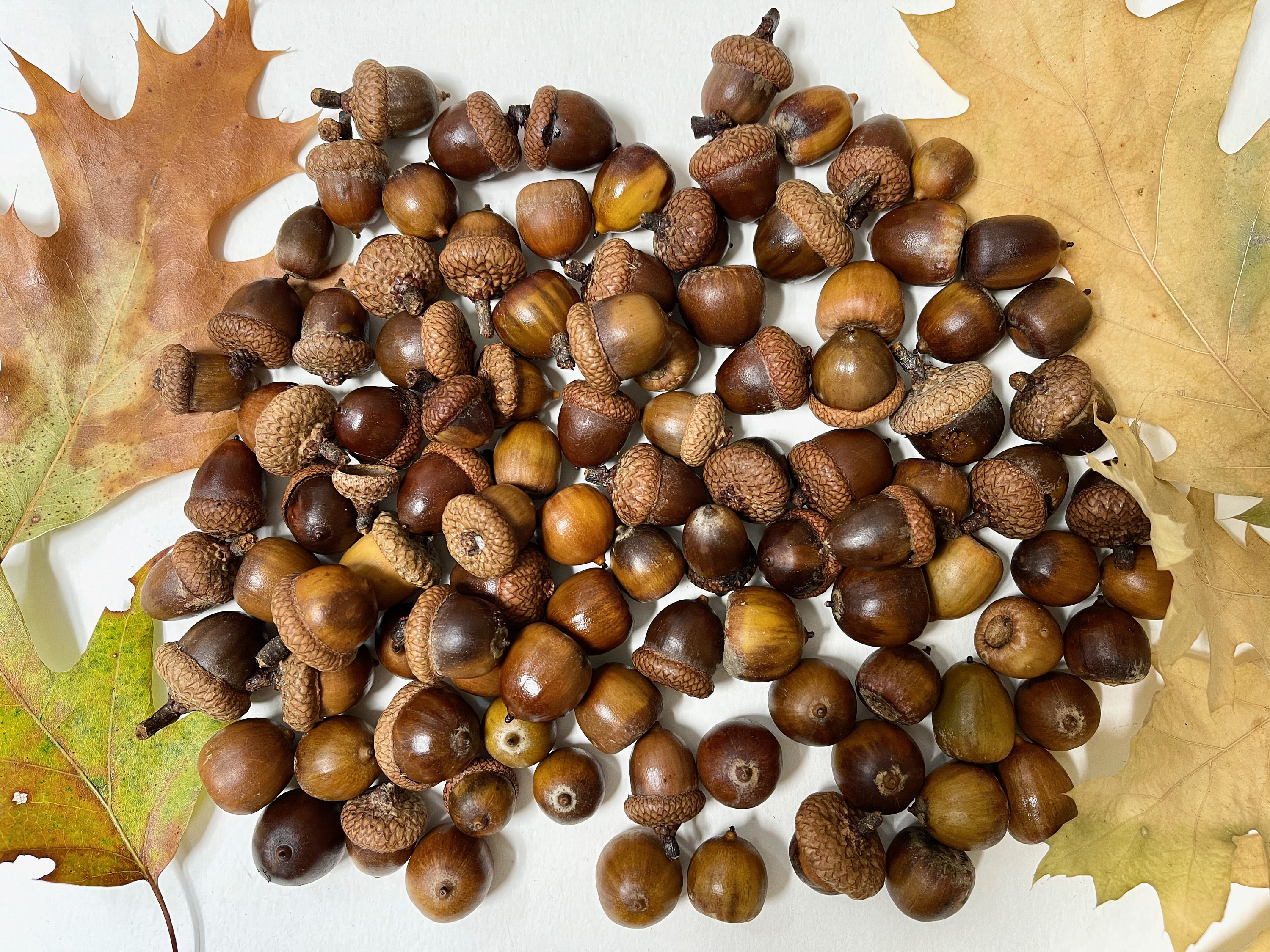 Red Oak Acorns 80 14oz 2022 Crop Assorted Sizes With and Etsy