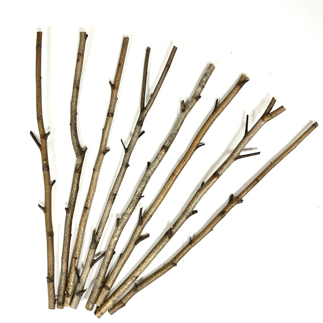 8 White Birch Branches, 22 Long, 1/25/8 Thick, Sticks for Crafts