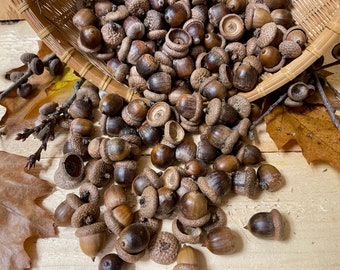 100+ Red Oak Acorns, New 2023 Harvest, Autumn Decor, Acorn Crafts, Washed, Baked, Ready to Use