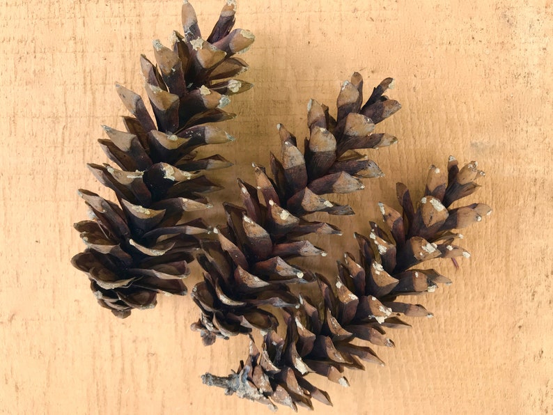 Fresh Pine Cones 46 Eastern White Pine Cones Etsy