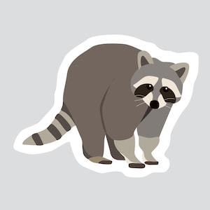 Autocollant/Sticker animaux du Québec - Raton laveur
