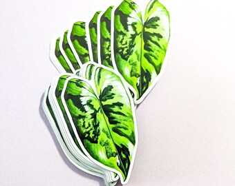Magnet: Burle Marx Philodendron / Variegated Philodendron / Leaf Magnet / Plant Magnet / Rare Plant