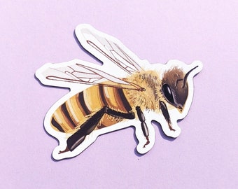 Magnet: Honey Bee / Fridge Magnets / Nature Art / Pollinators