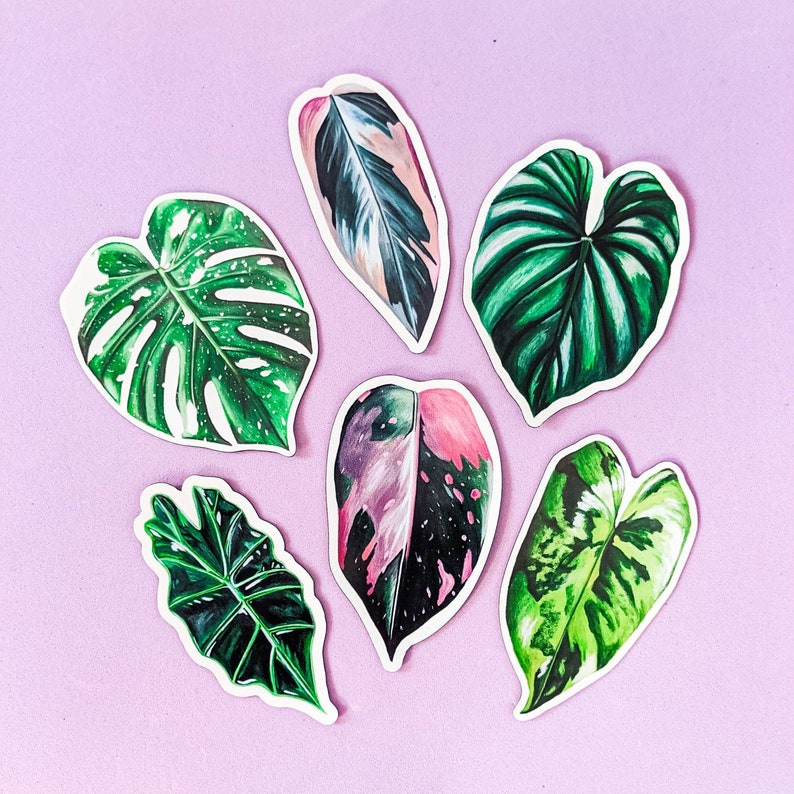 The Complete Leaf Magnet Set / Plant Magnets / Monstera Magnet / Burle Marx / Pink Princess Magnet / Triostar / Triostar Art / Philodendron image 1