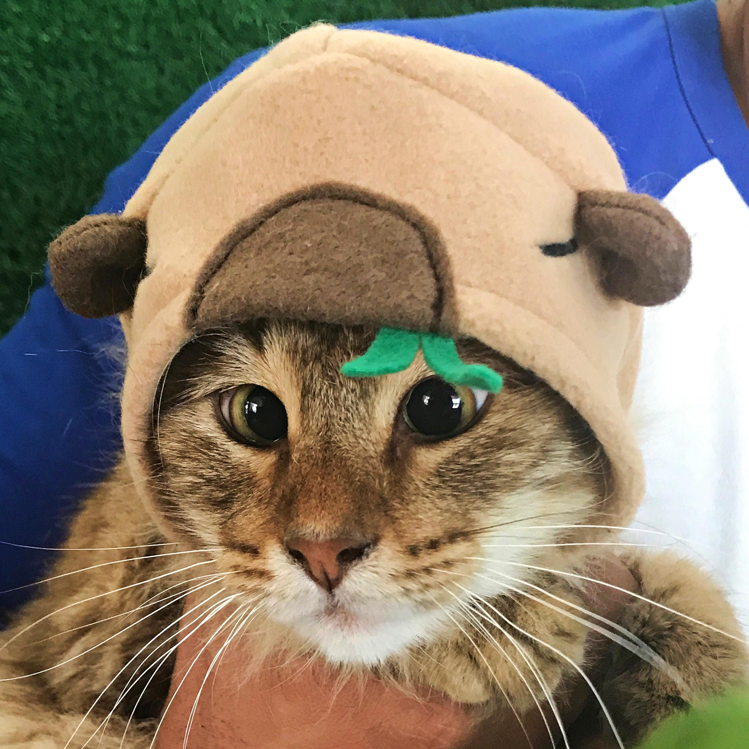 Beanie Capybara Silhouette Geschenkidee Capybara Ge Produktbild-Vorschau 2