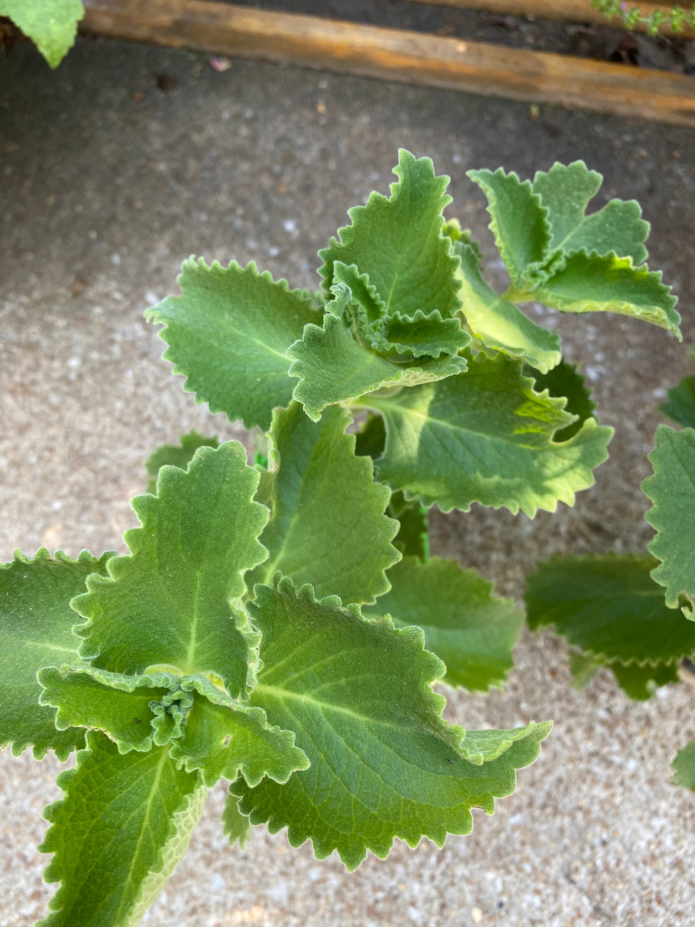 Ajwain/Cuban Oregano Two 10 inch tall rooted plants Organic Etsy