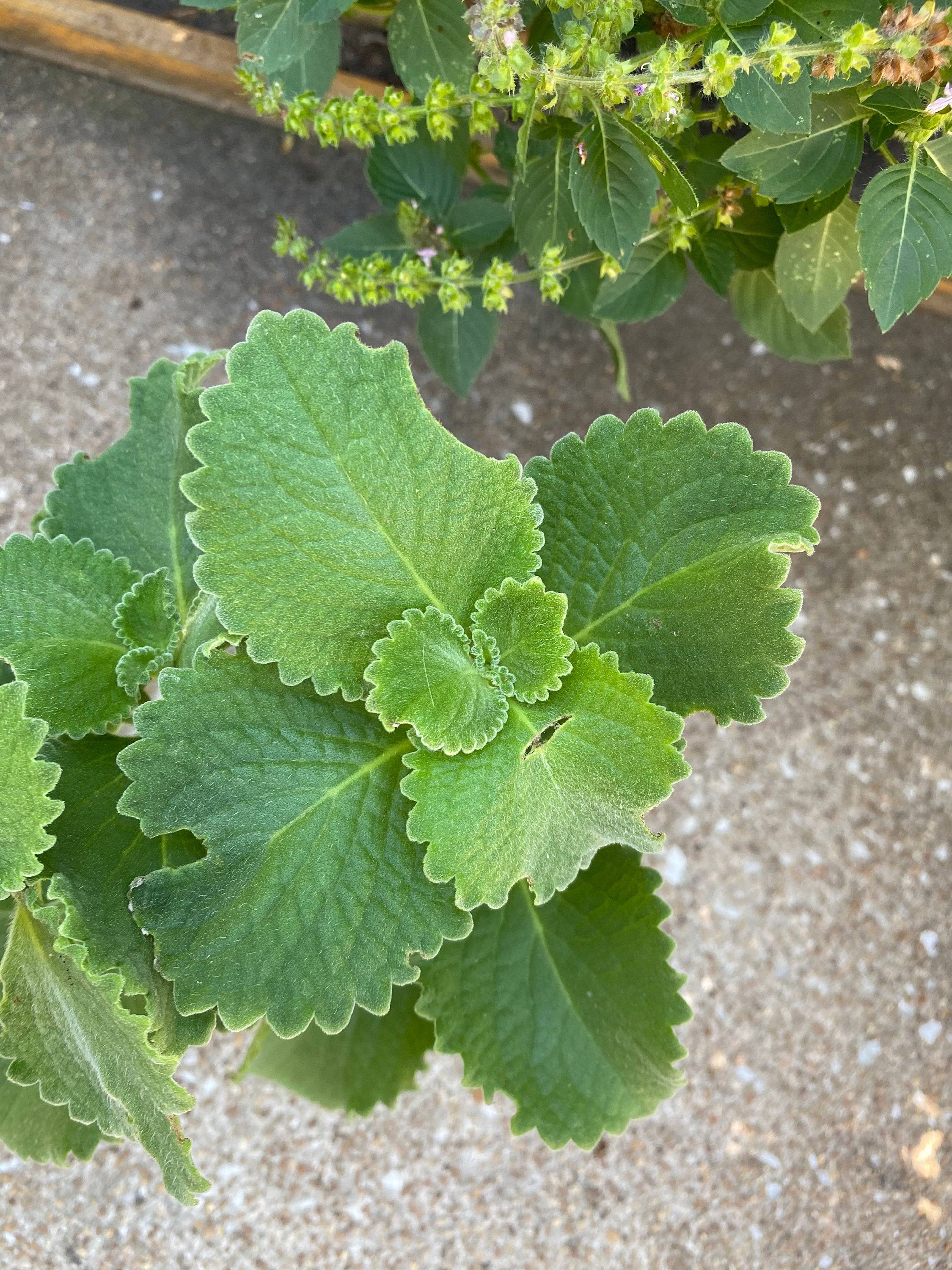 Ajwain/Cuban Oregano Two 10 inch tall rooted plants Organic Etsy
