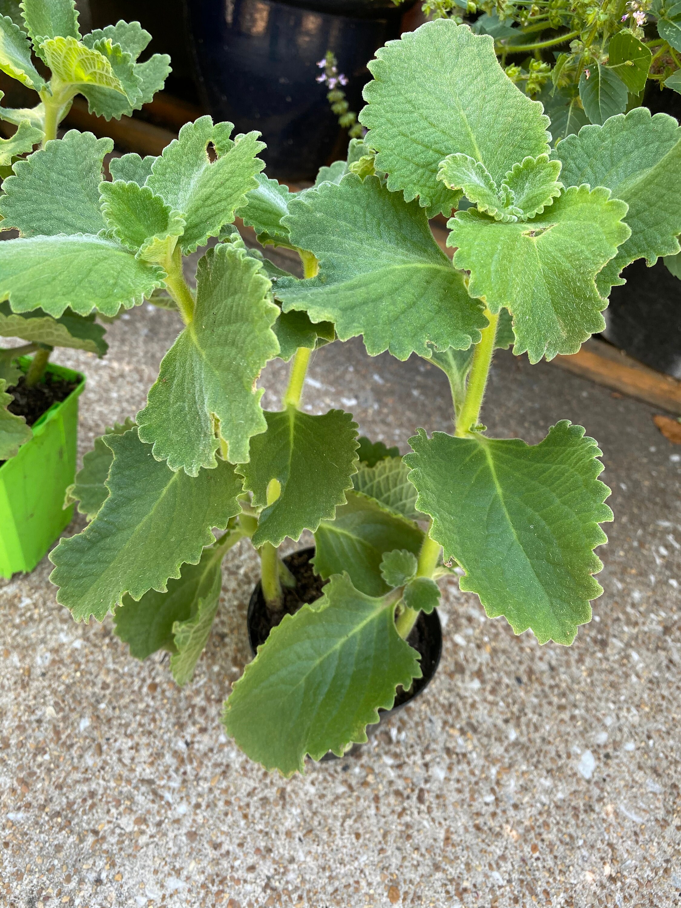 Ajwain/Cuban Oregano Two 10 inch tall rooted plants Organic Etsy