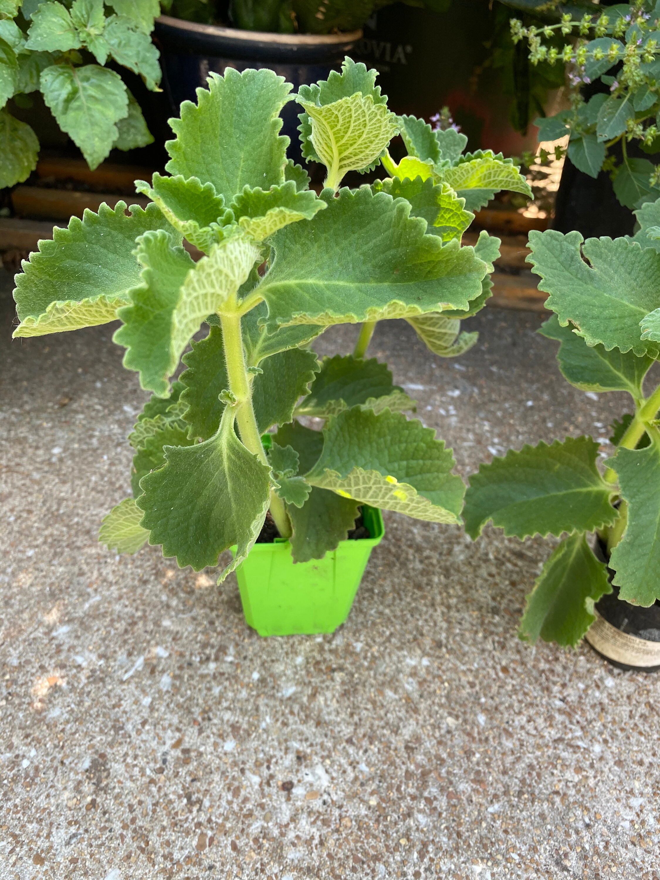 Ajwain/Cuban Oregano Two 10 inch tall rooted plants Organic Etsy