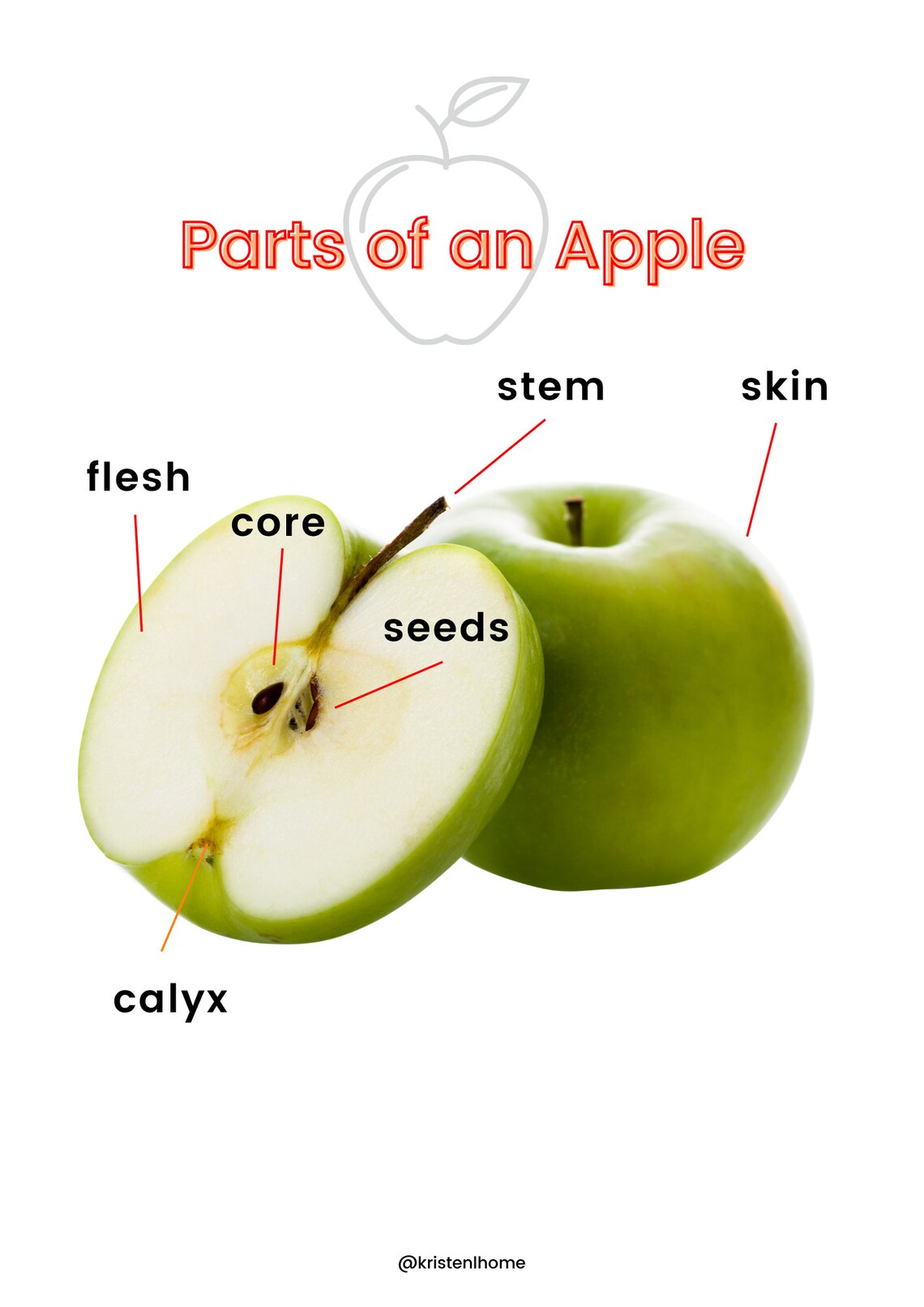 Parts of an Apple Apple Unit Study Fall Unit Study Etsy