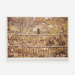 Corn Hanging To Dry Print, Autumn Photography, Rustic Farm Scenery, Dried Corn Poster, Corn Harvest Wall Art, Indian Corn Drying Print