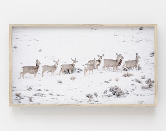 Samsung Frame TV Art | Mule Deer | Wildlife Photography | Winter Art for Frame TV | Nature Frame TV | Samsung Download | Deer Digital Art