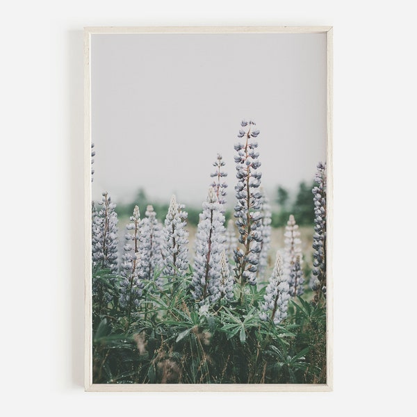 Décor floral de lupin, fleurs sauvages violettes, champ de fleurs du Colorado, impression de chambre rustique, photo numérique de lupin, impression de fleur de montagne