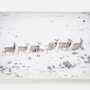Winter Deer Herd, Wildlife Photography, Mule Deer Wall Art, Winter Landscape, Deer Poster, Woodland Animal Print, Downloadable Winter Prints
