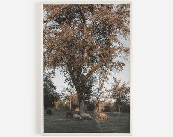 May include: A large tree with brown leaves stands in a field with a group of sheep grazing in the grass. The sun is shining and the sky is blue.