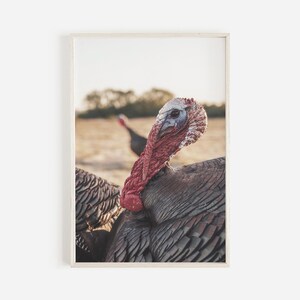 Puede incluir: Dos pavos en un campo, uno con la cabeza girada hacia un lado, mostrando su barbilla roja y un primer plano de su ojo. El pavo está en primer plano, con el otro pavo en el fondo.