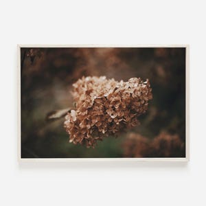 May include: A close-up of a dried hydrangea flower cluster with a soft, muted brown color. The flower is in focus, while the background is blurred and out of focus.