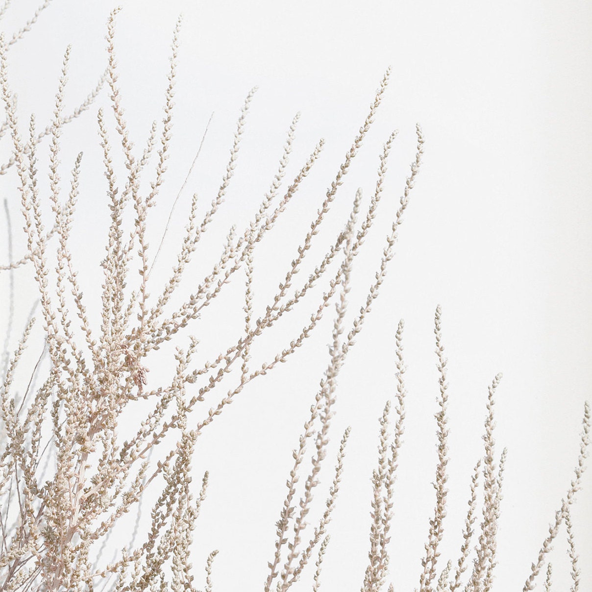 Dried Grass Wall Art, Coastal Poster, Pastel Wall Art, Farmhouse