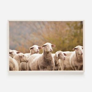 Herd Of Sheep Wall Art, Rustic Home Decor, Beige Farmhouse Art, Sheep Photography, Autumn Sheep Poster, Sheep Farm Printable