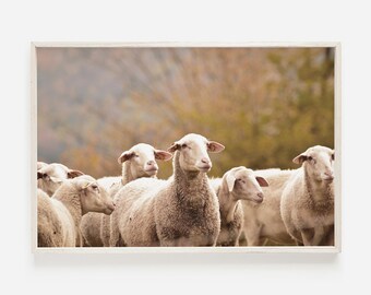 May include: A group of white sheep standing in a field with a blurred background of fall foliage.