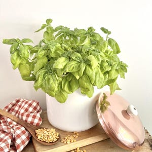 Peut inclure: Un pot en céramique blanc rempli de basilic vert vif. Un couvercle cuivré avec un bouton blanc est à proximité. Une cuillère en bois et une planche à découper avec des lentilles et un tissu à carreaux rouges et blancs complètent la scène.