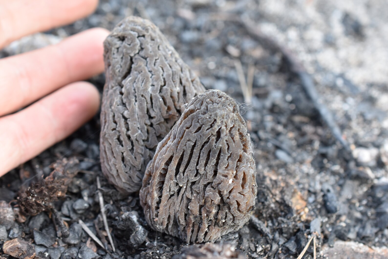 Fire Morels 2022 Harvest Available Now Etsy