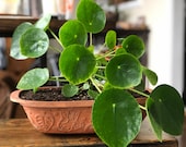Pilea Peperomioides Chinese Money Pancake UFO Plant (Local Pickup Only)