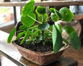 Large Pilea Peperomioides Chinese Money Pancake UFO Plant (Local Pickup Only)