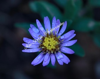 Ingelijste bloemenfoto paarse aster