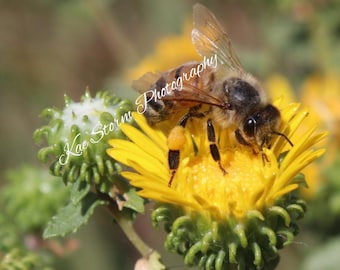 Foto honingbij op bloem ingelijst