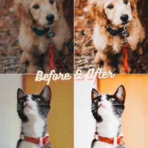 Pu&ograve; includere: Un collage di foto prima e dopo che mostra gli effetti di un filtro fotografico. L'immagine in alto a sinistra mostra un cucciolo di golden retriever con un guinzaglio rosso. L'immagine in alto a destra mostra lo stesso cucciolo con una tavolozza di colori pi&ugrave; calda e satura. L'immagine in basso a sinistra mostra un gatto bianco e nero con un collare rosso che guarda in alto. L'immagine in basso a destra mostra lo stesso gatto con una tavolozza di colori pi&ugrave; calda e satura.