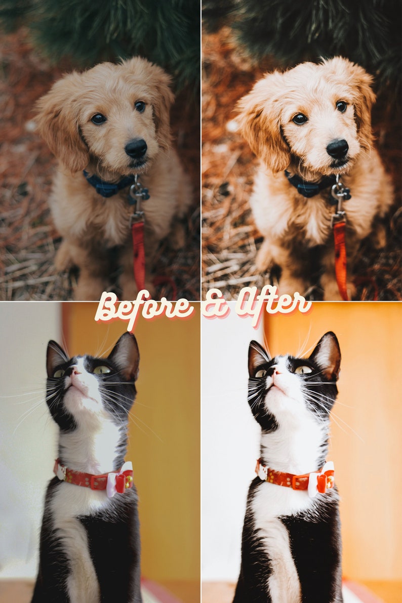 Pu&ograve; includere: Un collage di foto prima e dopo che mostra gli effetti di un filtro fotografico. L'immagine in alto a sinistra mostra un cucciolo di golden retriever con un guinzaglio rosso. L'immagine in alto a destra mostra lo stesso cucciolo con una tavolozza di colori pi&ugrave; calda e satura. L'immagine in basso a sinistra mostra un gatto bianco e nero con un collare rosso che guarda in alto. L'immagine in basso a destra mostra lo stesso gatto con una tavolozza di colori pi&ugrave; calda e satura.