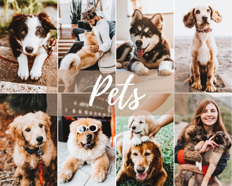 Pu&ograve; includere: Un collage di foto con diversi cani di razze e colori diversi. I cani si trovano in una variet&agrave; di ambienti, tra cui interni ed esterni. La parola "Animali domestici" &egrave; scritta in un grande font stilizzato al centro del collage.