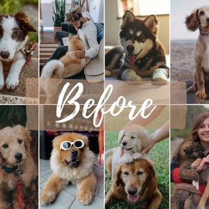 Pu&ograve; includere: Un collage di nove immagini con diverse razze di cani. Le immagini mostrano cani di diversi colori e dimensioni, tra cui un border collie bianco e nero, un golden retriever, un chow chow marrone e bianco, un husky marrone e bianco, un cocker spaniel marrone e bianco e un cucciolo di golden retriever marrone e bianco.