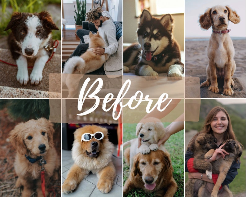 Pu&ograve; includere: Un collage di nove immagini con diverse razze di cani. Le immagini mostrano cani di diversi colori e dimensioni, tra cui un border collie bianco e nero, un golden retriever, un chow chow marrone e bianco, un husky marrone e bianco, un cocker spaniel marrone e bianco e un cucciolo di golden retriever marrone e bianco.