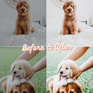 Pu&ograve; includere: Fotografie prima e dopo di cani. La prima foto mostra un cane marrone chiaro seduto su un letto bianco. La seconda foto mostra lo stesso cane con un colore pi&ugrave; vibrante e uno sfondo pi&ugrave; luminoso. La terza foto mostra un cane marrone chiaro con un cane bianco sopra la testa. La quarta foto mostra gli stessi cani con un colore pi&ugrave; vibrante e uno sfondo pi&ugrave; luminoso.