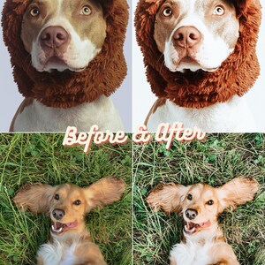 Pu&ograve; includere: Fotografie prima e dopo di due cani. La prima foto mostra un pit bull marrone e bianco che indossa un costume da leone di peluche marrone. La seconda foto mostra un cocker spaniel dorato sdraiato sulla schiena nell'erba verde.
