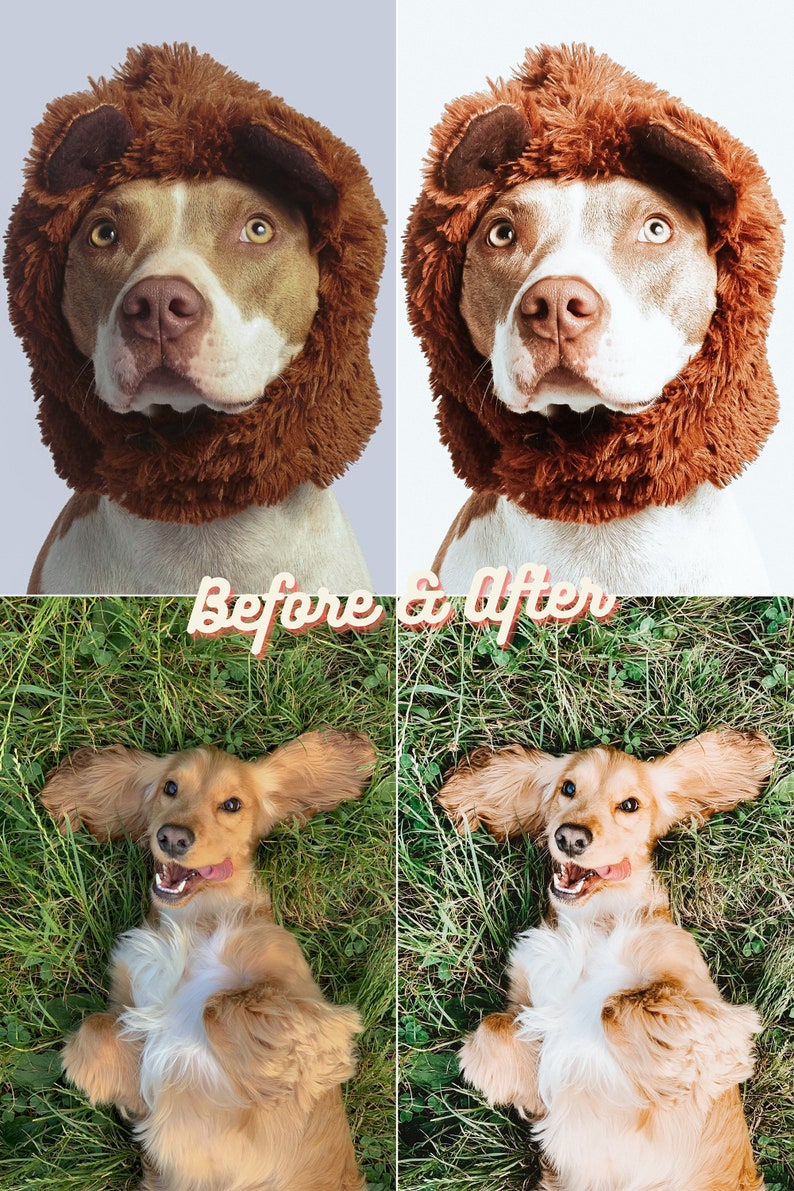 Pu&ograve; includere: Fotografie prima e dopo di due cani. La prima foto mostra un pit bull marrone e bianco che indossa un costume da leone di peluche marrone. La seconda foto mostra un cocker spaniel dorato sdraiato sulla schiena nell'erba verde.