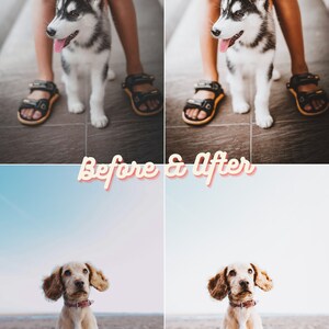 Pu&ograve; includere: Fotografie prima e dopo di due cani. La prima foto mostra un cucciolo di husky bianco e nero che viene tenuto da una persona. La seconda foto mostra un cucciolo di cocker spaniel marrone chiaro seduto su una spiaggia sabbiosa.