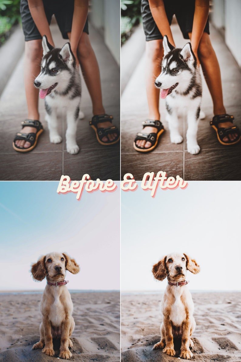 Pu&ograve; includere: Fotografie prima e dopo di due cani. La prima foto mostra un cucciolo di husky bianco e nero che viene tenuto da una persona. La seconda foto mostra un cucciolo di cocker spaniel marrone chiaro seduto su una spiaggia sabbiosa.