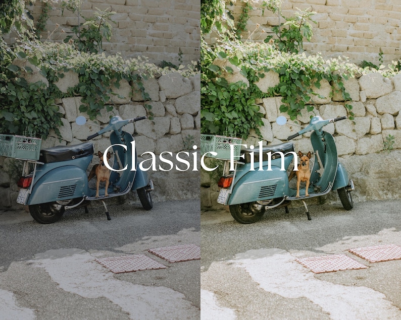 Op de afbeelding: Een blauwe vintage scooter geparkeerd voor een stenen muur met een kleine bruine hond die op de stoel zit. De scooter heeft een mand achterop en een achteruitkijkspiegel. De muur is bedekt met groene wijnstokken.