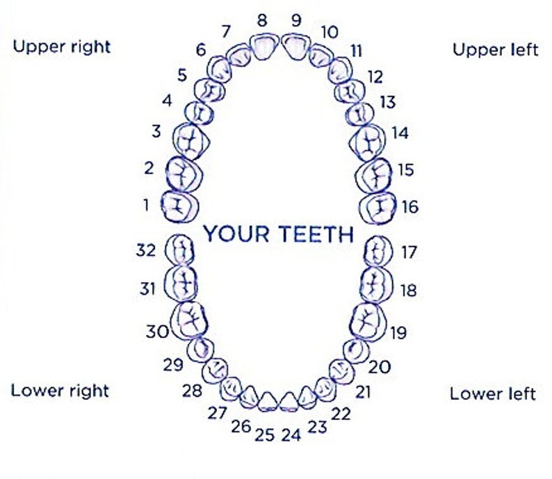 Названия зубов человека. Схема зубов в стоматологии. Нумерация зубов в стоматологии схема. Нумерация зубов у взрослого. Зубы порядок расположения.