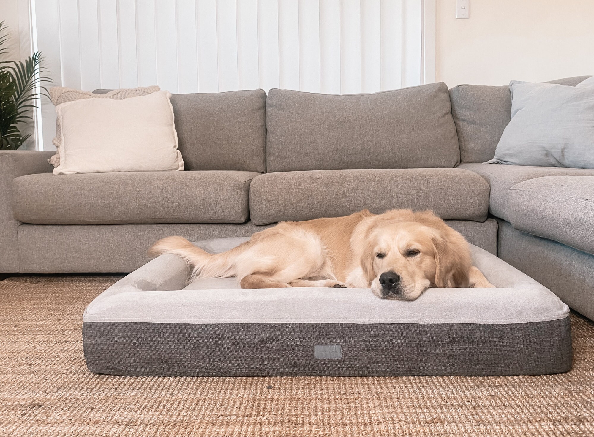 The Aldi Dog Bed Review (2023 Edition)