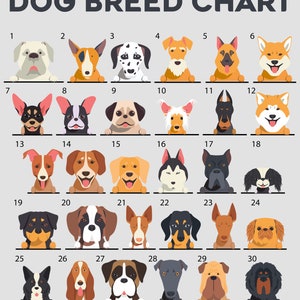 Peut inclure: Un tableau pr&eacute;sentant 30 races de chiens diff&eacute;rentes, chacune illustr&eacute;e par une image de style dessin anim&eacute; de la t&ecirc;te du chien. Les chiens sont num&eacute;rot&eacute;s de 1 &agrave; 30.