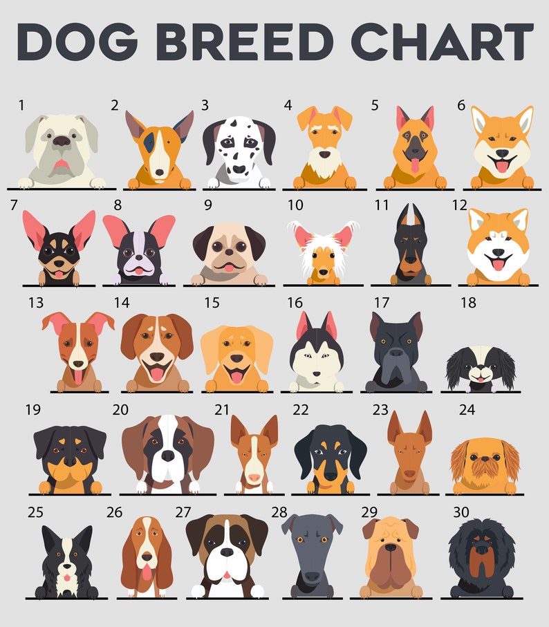 Peut inclure: Un tableau pr&eacute;sentant 30 races de chiens diff&eacute;rentes, chacune illustr&eacute;e par une image de style dessin anim&eacute; de la t&ecirc;te du chien. Les chiens sont num&eacute;rot&eacute;s de 1 &agrave; 30.