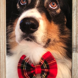 Best Bow Tie Postcard