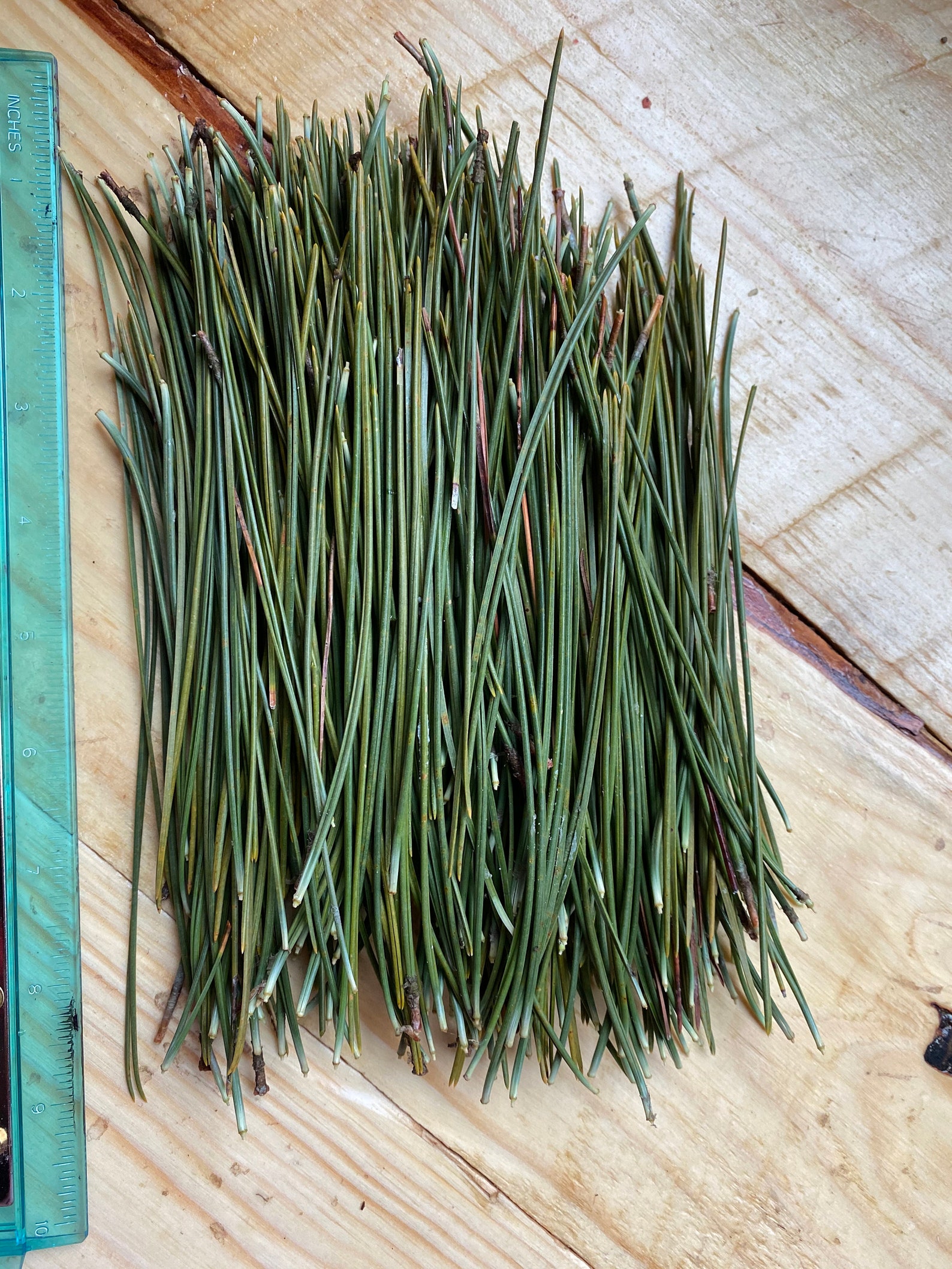 45 oz PINE NEEDLES Freshly pickedNatural Vitamin C Etsy