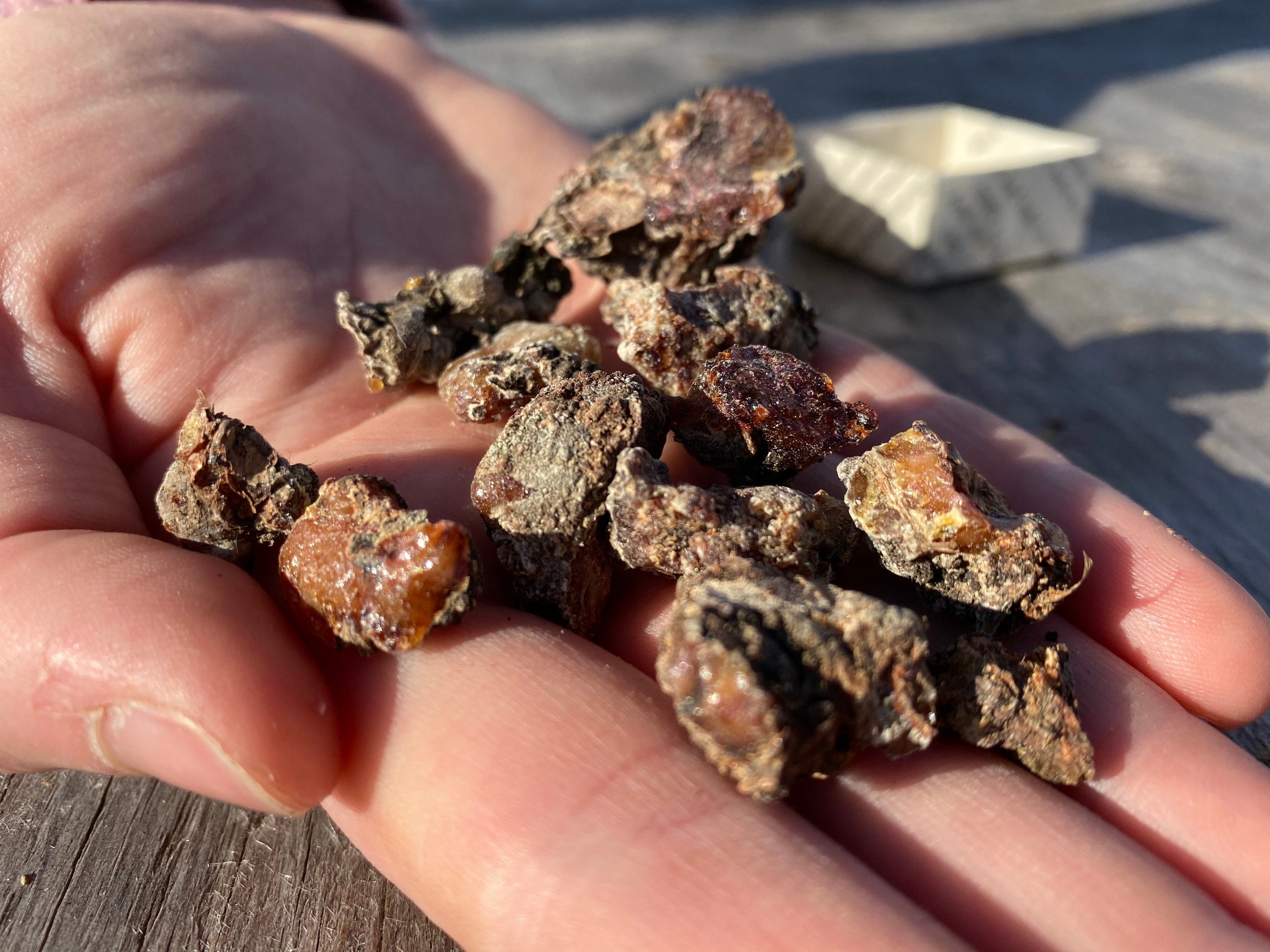 Raw organic Pine Resin created by the Pine Forest in Northern Etsy